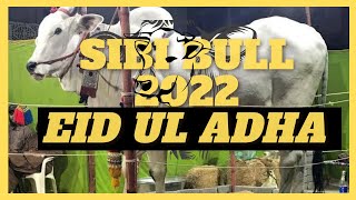 Sibi Bull | Eid al-Adha Karachi 2022 | Ashiq Hussain Vlogger