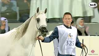 N 325 JAMILA AL ADWAN   Kuwait Purebred Arabian Horses Show 2022   Mares 4 6 Years Old Class 6A