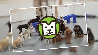 Minneapolis Dog Daycare at Metro Dogs Daycare & Boarding 55411