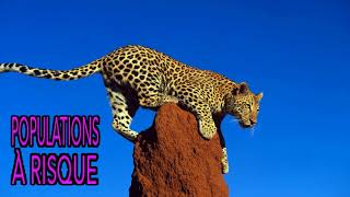 POPULATIONS À RISQUE n°12 - Les associations LGBT