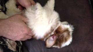 laughing puppy