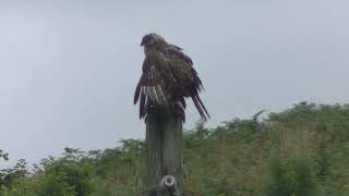 A Wet Kite stalks the back garden.