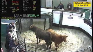 Ballymahon Cattle  Mart 17th Jan 2018