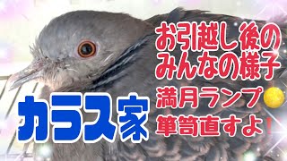 [The Crow Family] Introducing everyone after moving and the full moon lamp ♪ Photographed on 2025...