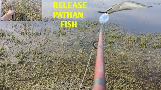 Catch And Release samal Pathan Fish |Pathan Fish Catching |