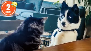 CLASSIC Dog Videos! 🐶 🤣 | 2 HOURS of FUNNY Clips
