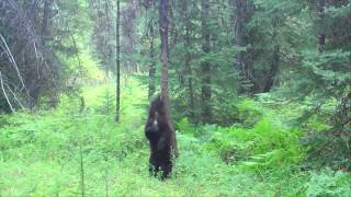 Cadbury Dairy Milk - Tastes like this Feels