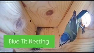 🔴LIVE Blue Tit Nest Box Cam 2026 🐦