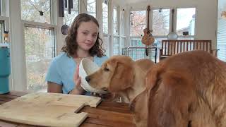 Easy Healthy Dog Treat