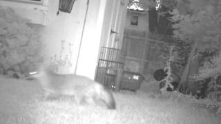 Fox Trapping