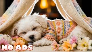 12 HOURS of Soothing Dog Music for Anxious Dogs 💖🐶 Anti-Anxiety Relief & Healing Sleep for Pets