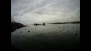 Washington duck hunting