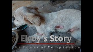 Elroy's Survival Story! Saving a lost puppy!