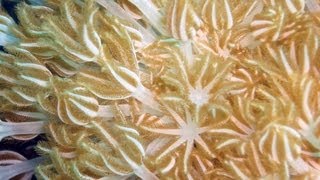 Hipnotic Xenia coral pulsating