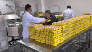 Professional egg handling matters at every step of the value chain 🥚✨#shorts #products