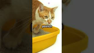 "10 Amazing Animal Facts You Won't Believe | VR Fact Fusion"
