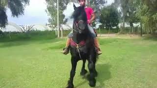 Mechon frison 5
