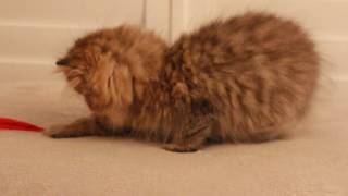 Black Golden Persian Boy from Litter N2