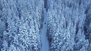 Car drives in the snow through a forest (free no copyright video with link)