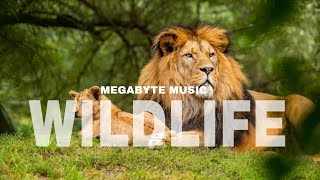 WILDLIFE || Non Copyright Song And Video|| MEGABYTE MUSIC
