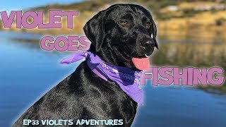 My Dogs Fishing Adventure!:  E33 VIOLET IS MY DOG!  Violets Adventures
