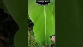 Banana plants now ready for sale or trade