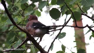 Nötskrikor - Juvenile eurasian jays - eating, sleeping, grooming - Garrulus glandarius