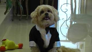 Cute Dog Dressed in Wedding Suit