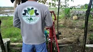 Dapog method 6 days update Lapu lapu Narra Palawan