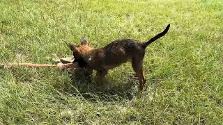 VAK young dogs training day.