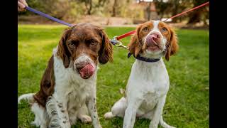 Dagny and Batman |  Melbourne Pet Photography