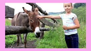 The Truth About Donkeys! #donkey #abuseprevention #animalrights #awareness #children #saveanimals