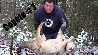 Catching Coyote Using The Senneker Power Snare With A Modified Cam Lock