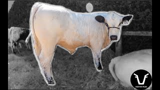 Is this BREED OF COW the NEXT BIG THING? | VLOG 71.5: Aniwaniwa Speckle Parks