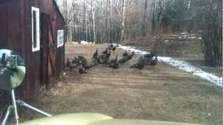 TURKEY TURKEY