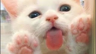 Everyday.every darn day. cute kittens