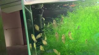 Emerald cichlid fry smashing down some flakes!