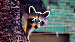 The Raccoon Tree House [mixed by RKN] // House - Tech House - Bass House 2020