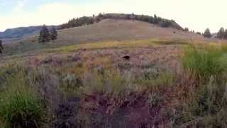 Yellowstone Mama Black Bear With Cubs
