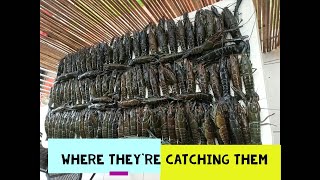 RED CLAW WHERE THEY'RE CATCHING RED CLAW IN QUEENSLAND 6 YABBIES FISHING AUSTRALIA YABBY