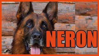 Crayz German Shepherd Dog Neron