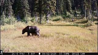 Grizzly Pops Out of Water