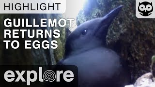Funny Guillemot Returns To Her Eggs and Reacts Hilariously - Live Camera Highlight