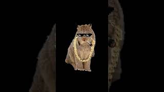 Leroy The Lynx Part 1