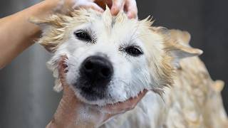Grooming One Of The Rarest Dog Breeds I've Ever Met
