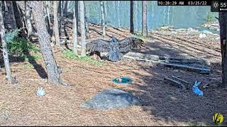Woodlands Critter Quest    Vultures Visit      3-25-22    1025