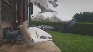 buy your pigeons 30 miles away from your loft  why ?????