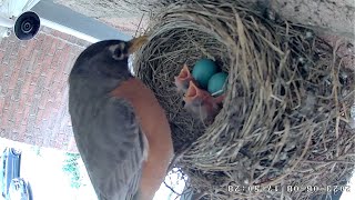 Robin's Nest | Live Streaming | Day 15