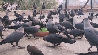 We Change A Feeding Menu And a Huge Flock Of Crows Appeared!🤯 (Compilation)