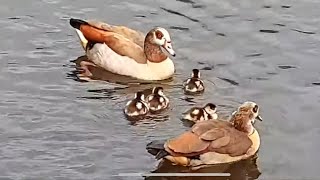 Cute Chicks - Egyptian Goose @BirdsIndia